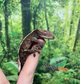Magazoo Gecko à crête Cappuccino Mâle Juvénile #1