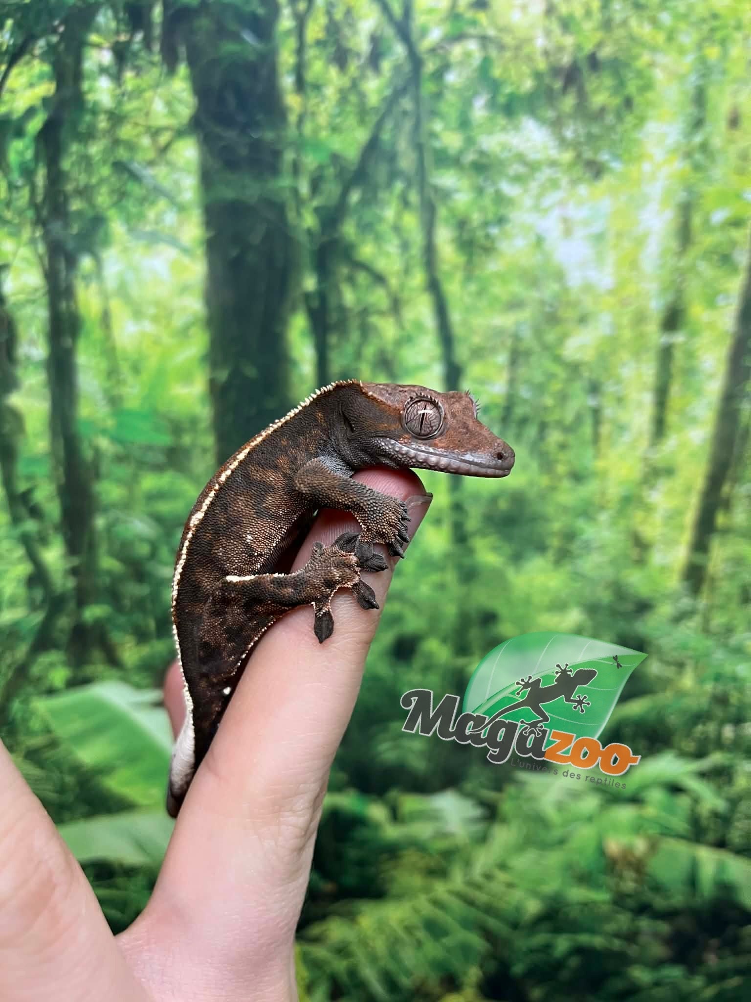 Magazoo Gecko à crête Cappuccino Mâle Juvénile #1