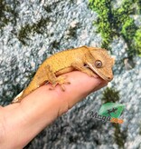 Magazoo Gecko crête Brindle jaune bébé