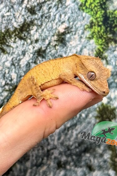 Magazoo Gecko crête Brindle jaune bébé