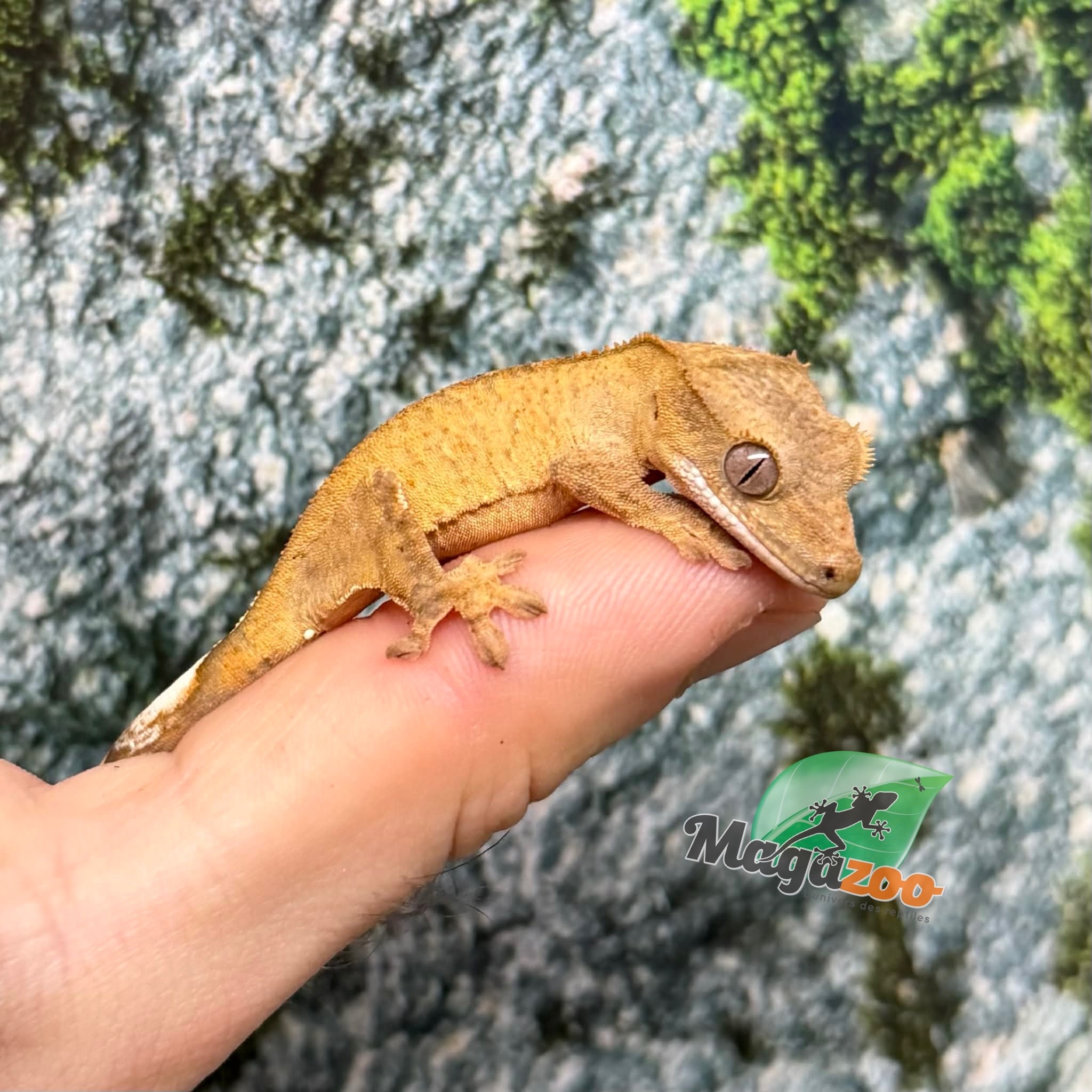 Magazoo Gecko crête Brindle jaune bébé