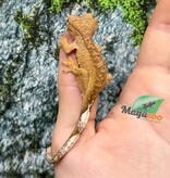 Magazoo Baby Brindle yellow Crested gecko