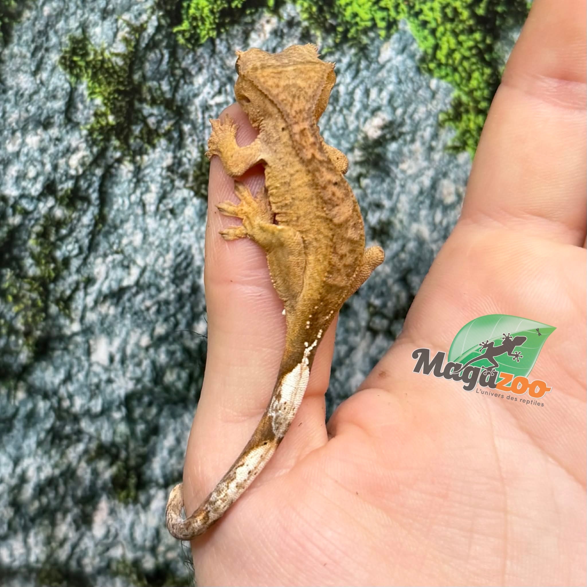 Magazoo Gecko crête Brindle jaune bébé