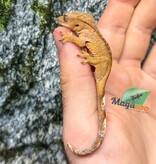 Magazoo Gecko crête Brindle jaune bébé
