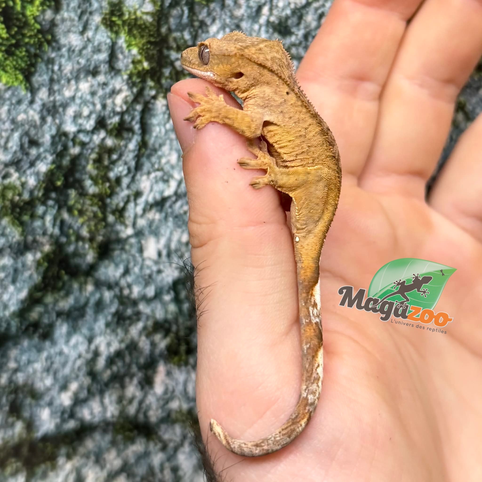 Magazoo Gecko crête Brindle jaune bébé