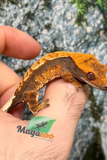 Magazoo Baby Harlequin dalmatian Crested gecko
