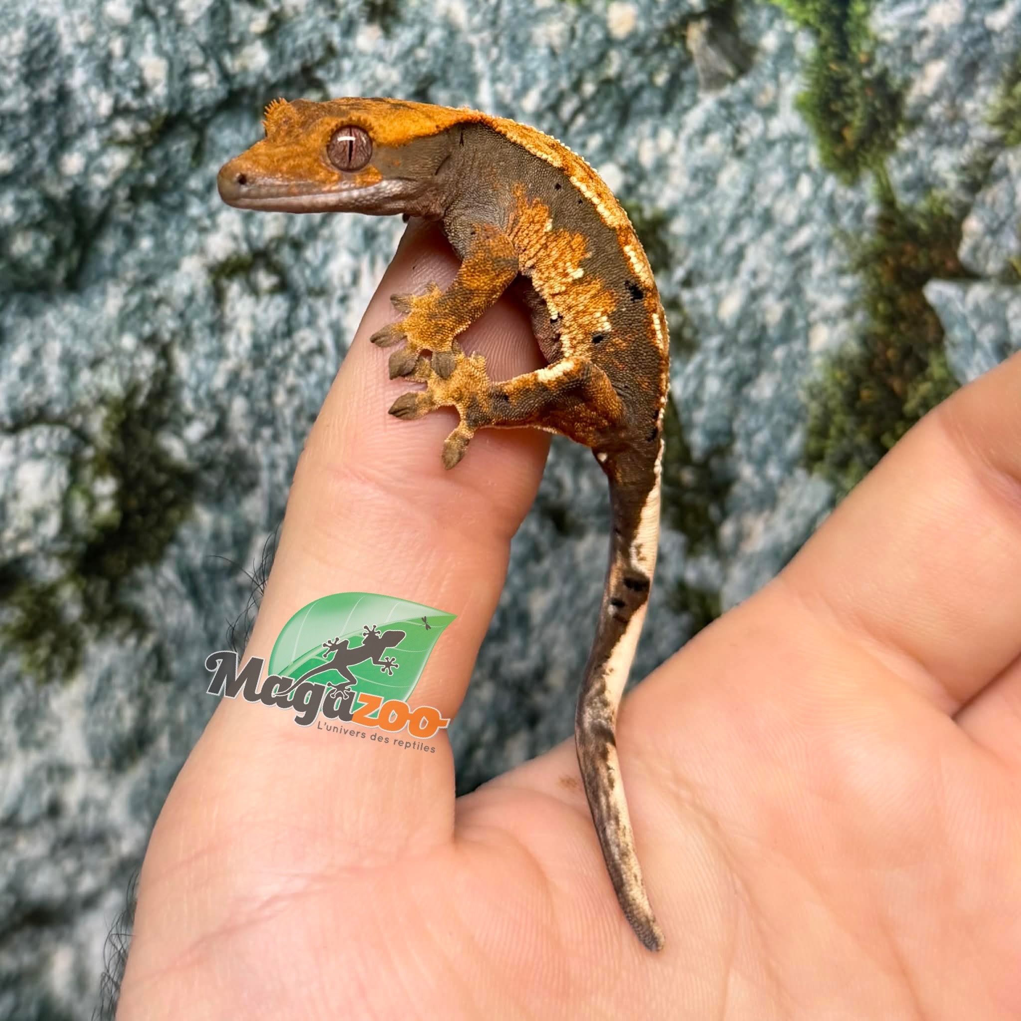 Magazoo Baby Harlequin dalmatian Crested gecko