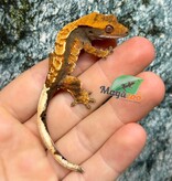 Magazoo Baby Harlequin dalmatian Crested gecko