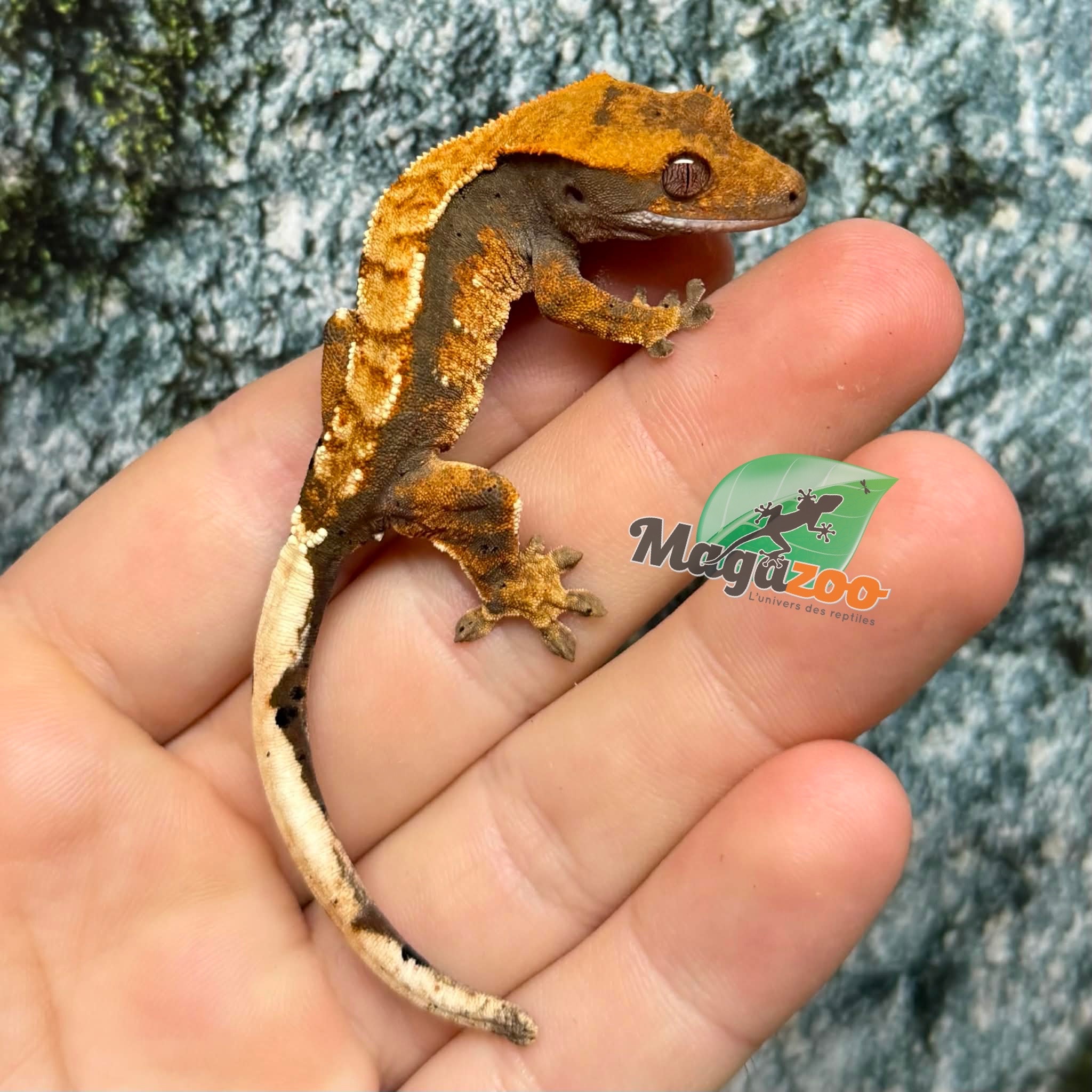 Magazoo Baby Harlequin dalmatian Crested gecko