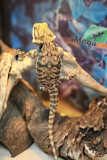 Magazoo Orange tiger leatherback (Nip tail) (Poss. female) Bearded dragon #4