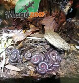 Magazoo Mille-pattes américain  PETIT CB  (Narceus americanus) - Baby north american millepede cb