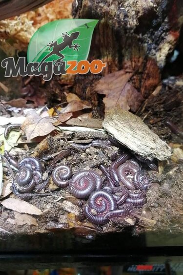 Magazoo Baby North American millipede CB  (Narceus americanus) CB