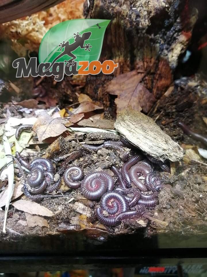 Magazoo Mille-pattes américain  PETIT CB  (Narceus americanus) - Baby north american millepede cb