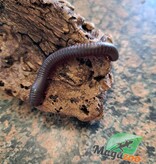 Magazoo Large North American millipede (Narceus americanus) Captive Born