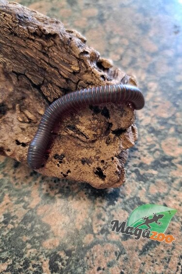 Magazoo Large North American millipede (Narceus americanus) Captive Born