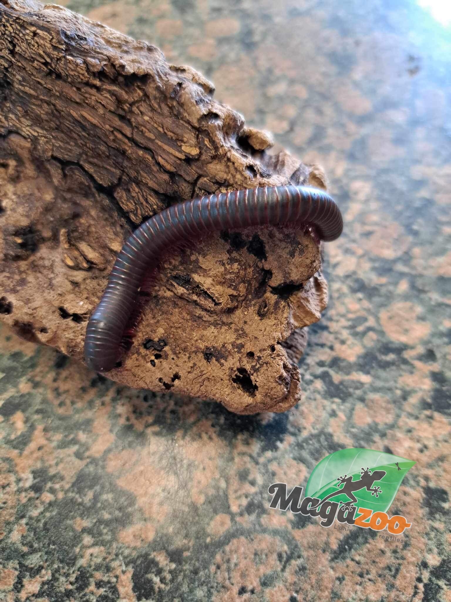 Magazoo Large North American millipede (Narceus americanus) Captive Born