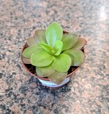 Magazoo Pinguicula guatemala Plant