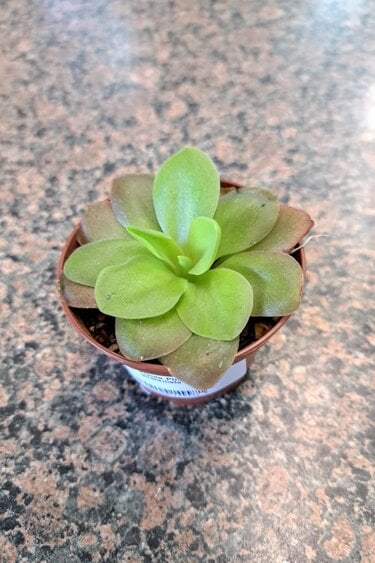 Magazoo Pinguicula guatemala Plant