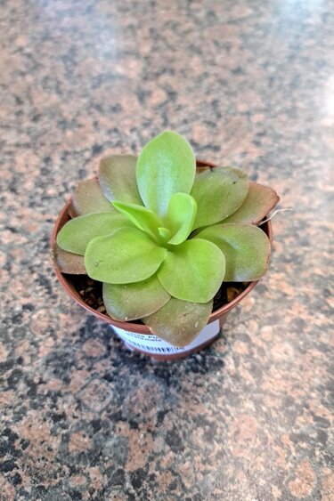 Magazoo Plante Pinguicula guatemala