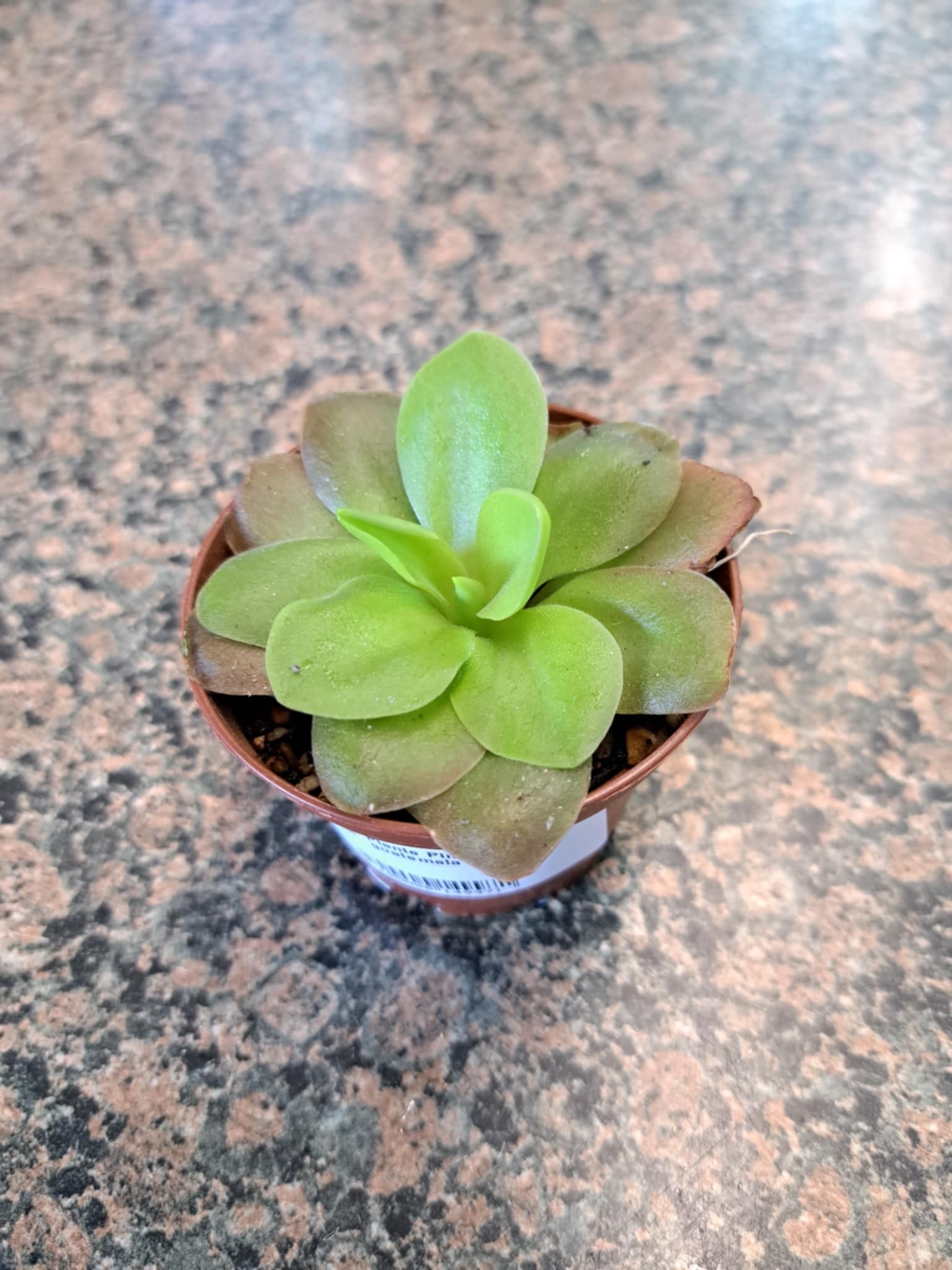 Magazoo Pinguicula guatemala Plant