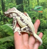 Magazoo Adult Female Frappuccino Crested Gecko