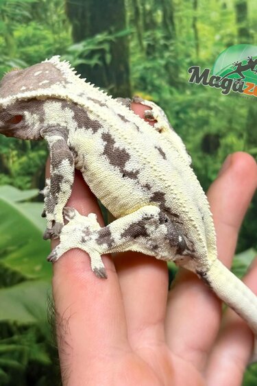Magazoo Gecko à crête Frappuccino Femelle Adulte