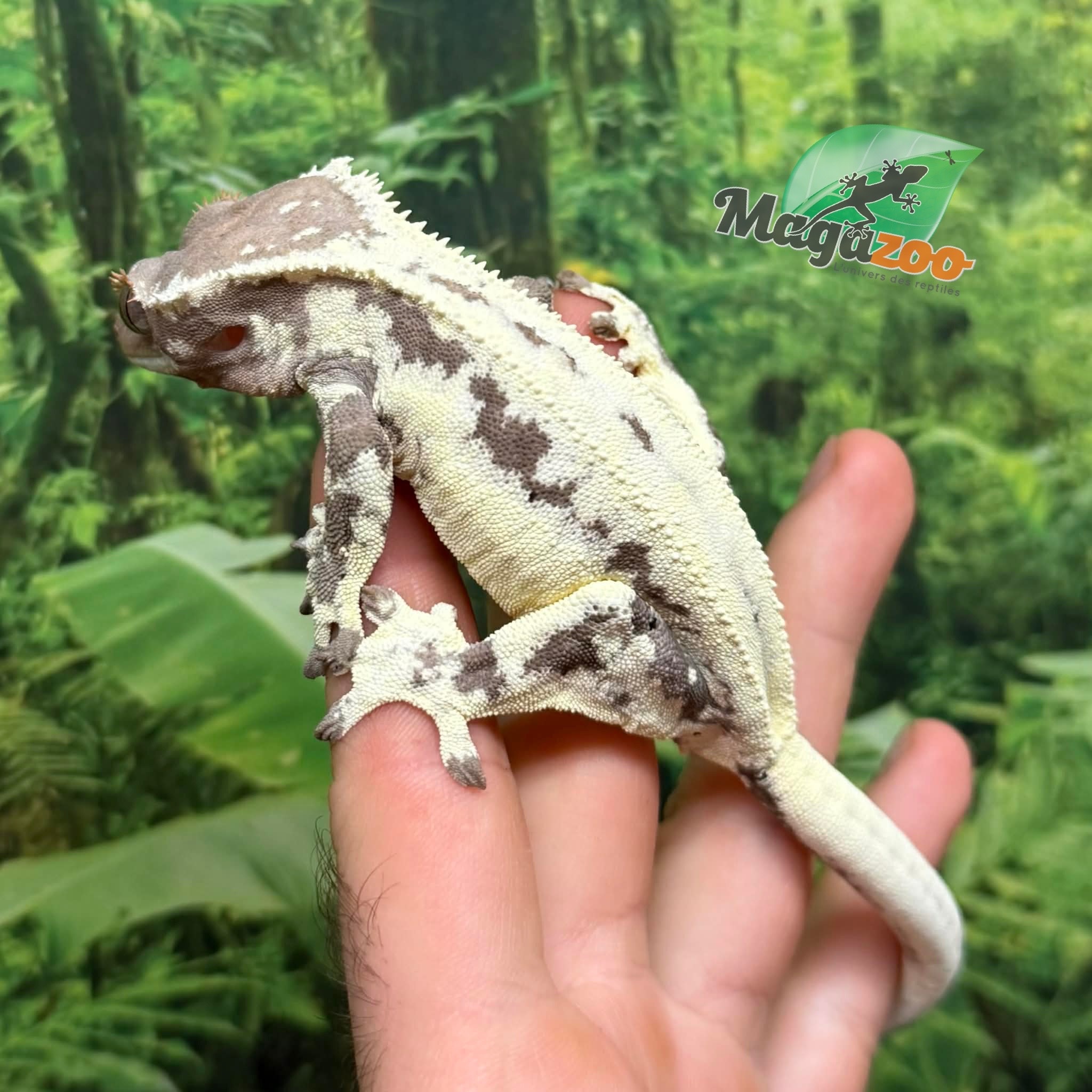 Magazoo Adult Female Frappuccino Crested Gecko
