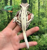 Magazoo Gecko à crête Frappuccino Femelle Adulte