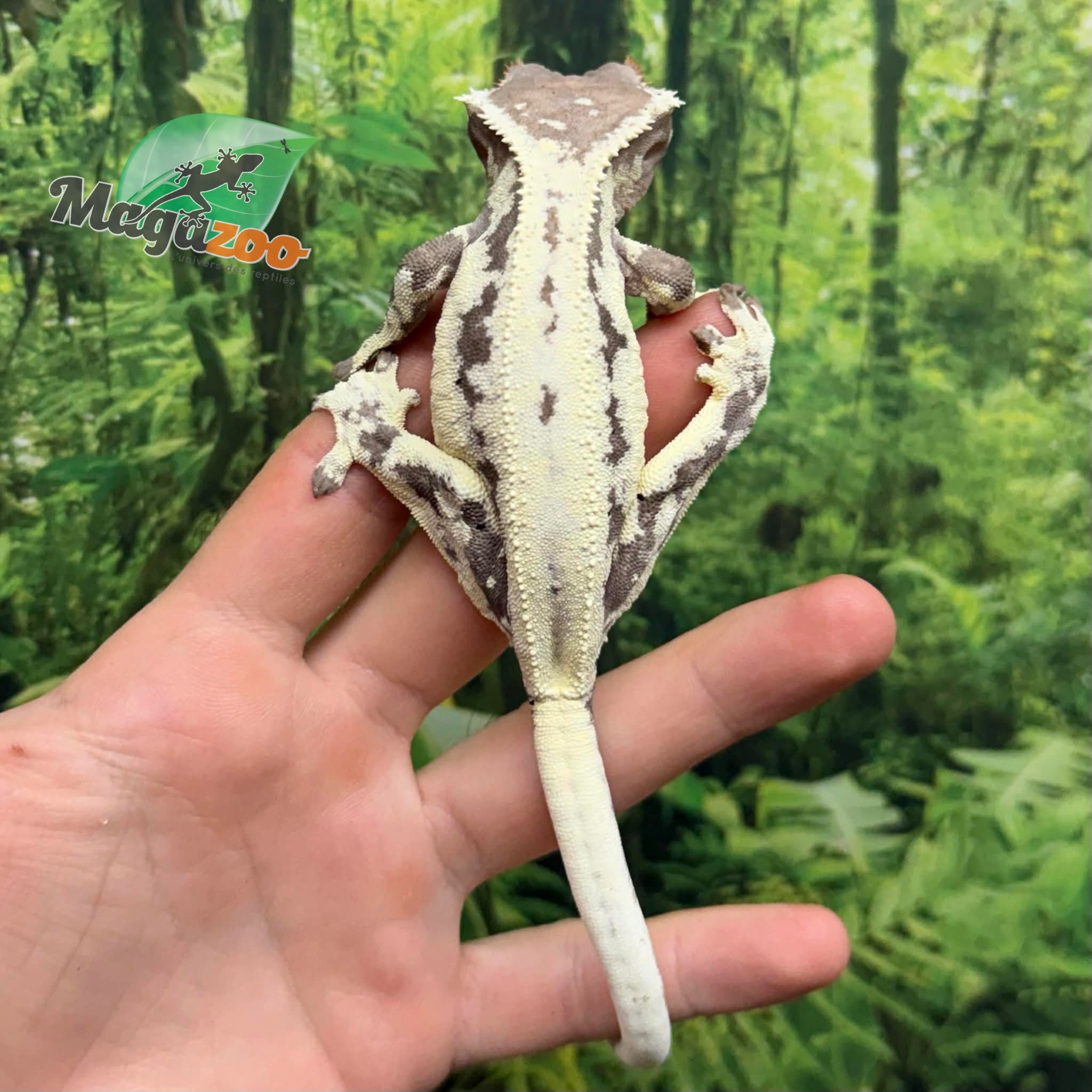 Magazoo Gecko à crête Frappuccino Femelle Adulte