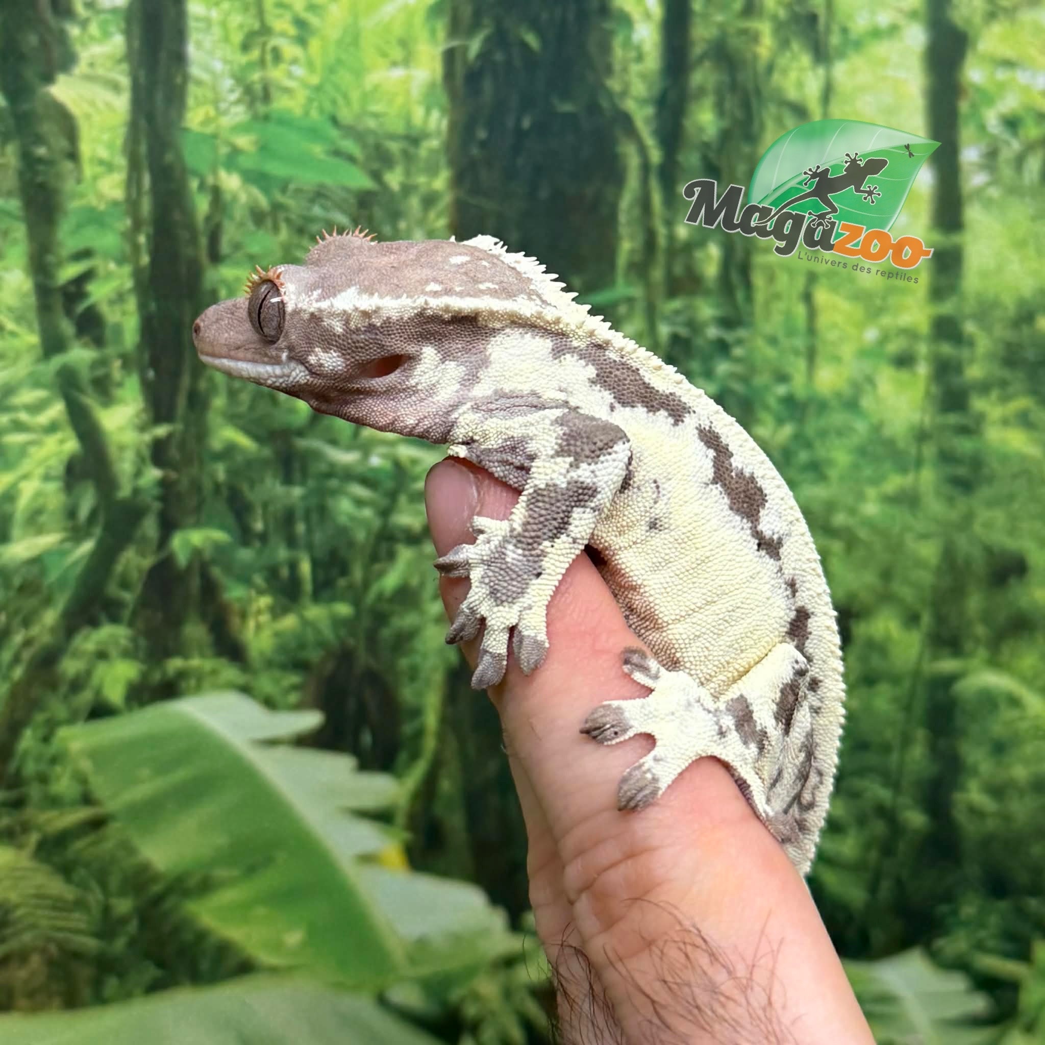 Magazoo Adult Female Frappuccino Crested Gecko