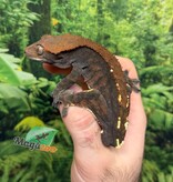 Magazoo Gecko à crête Cappuccino Mâle Adulte #2 (pas de queue)