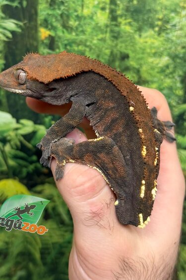 Magazoo Adult Male Cappuccino Crested gecko #2