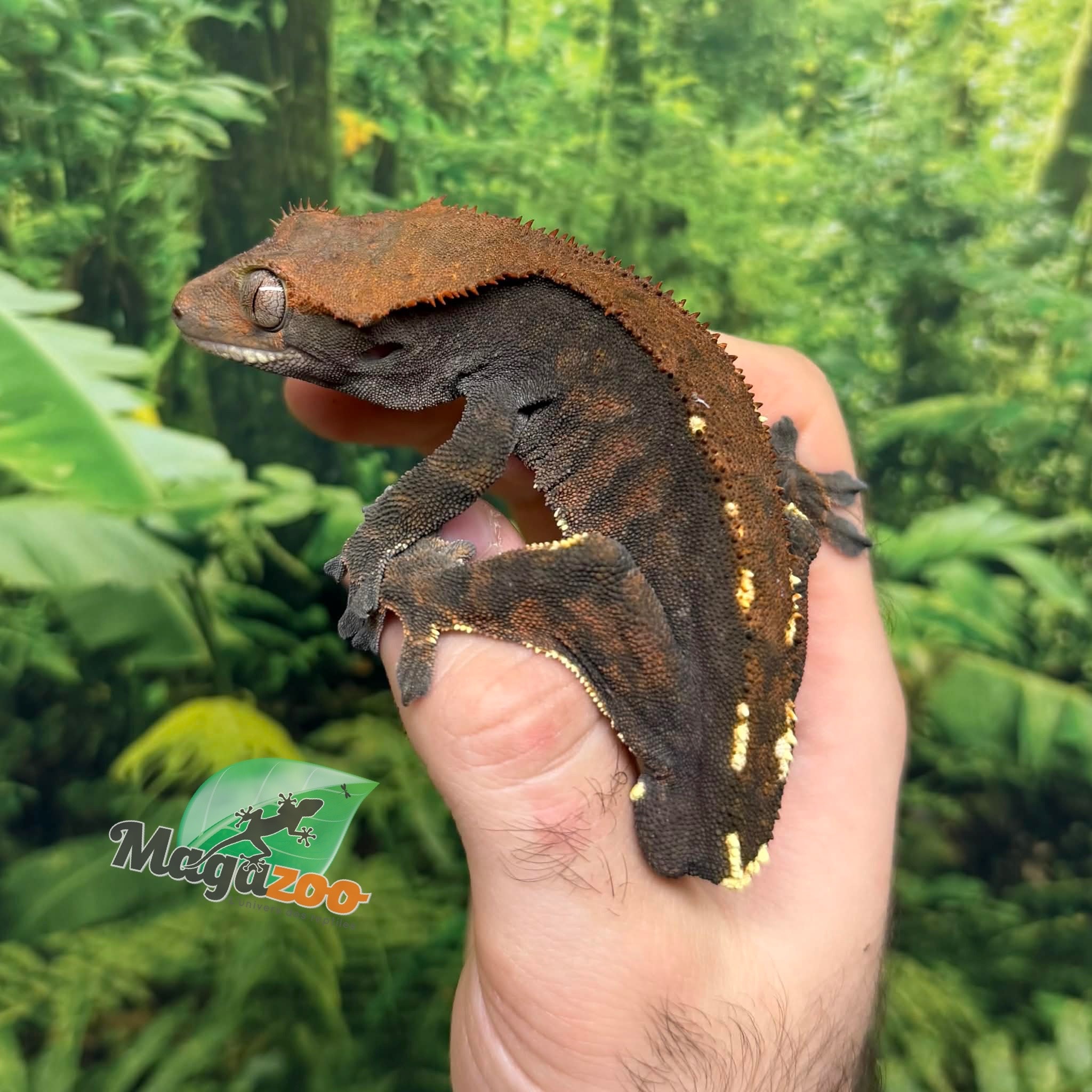 Magazoo Gecko à crête Cappuccino Mâle Adulte #2 (pas de queue)