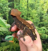 Magazoo Adult Male Cappuccino Crested gecko #2