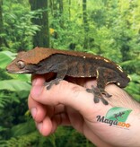 Magazoo Adult Male Cappuccino Crested gecko #2