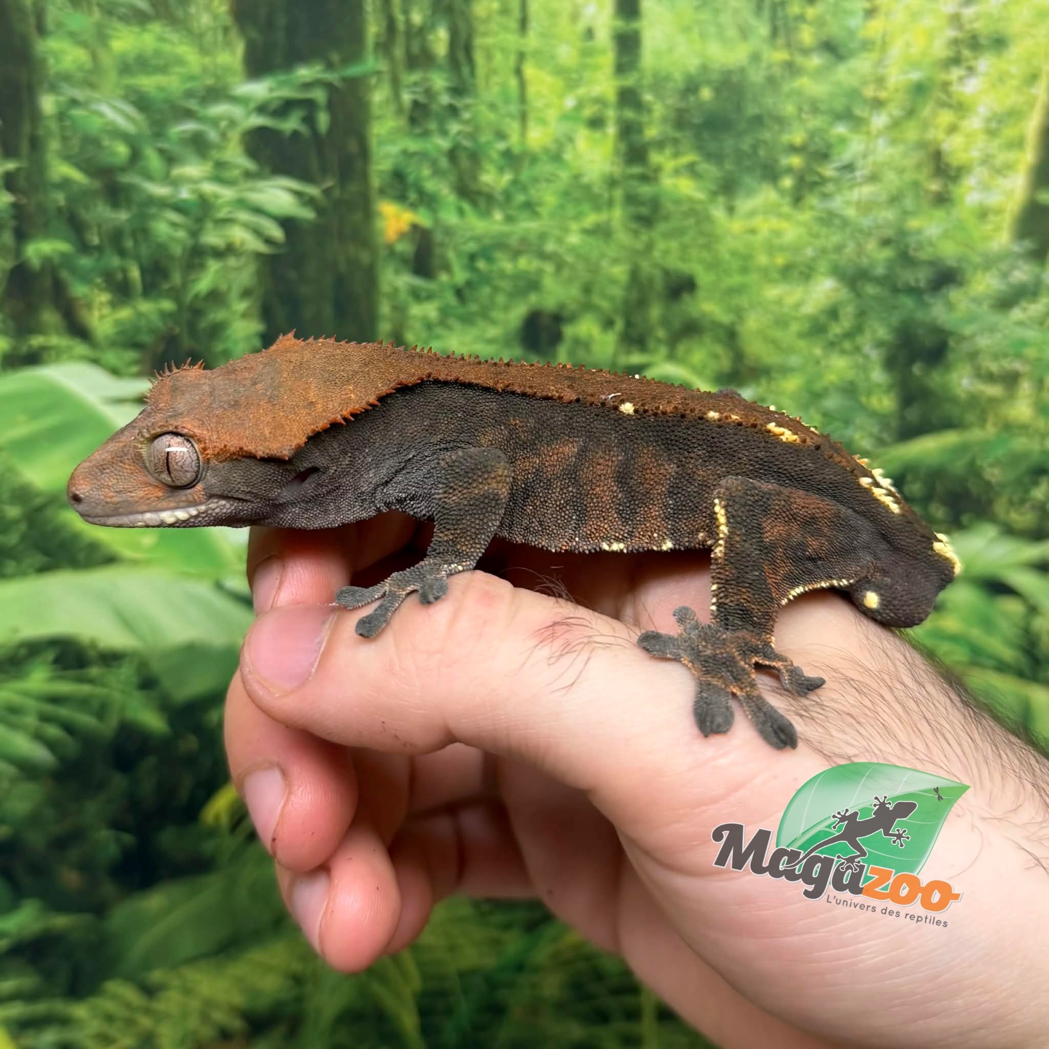 Magazoo Gecko à crête Cappuccino Mâle Adulte #2 (pas de queue)