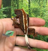 Magazoo Male Crested gecko Cappuccino