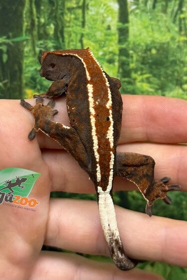 Magazoo Male Crested gecko Cappuccino