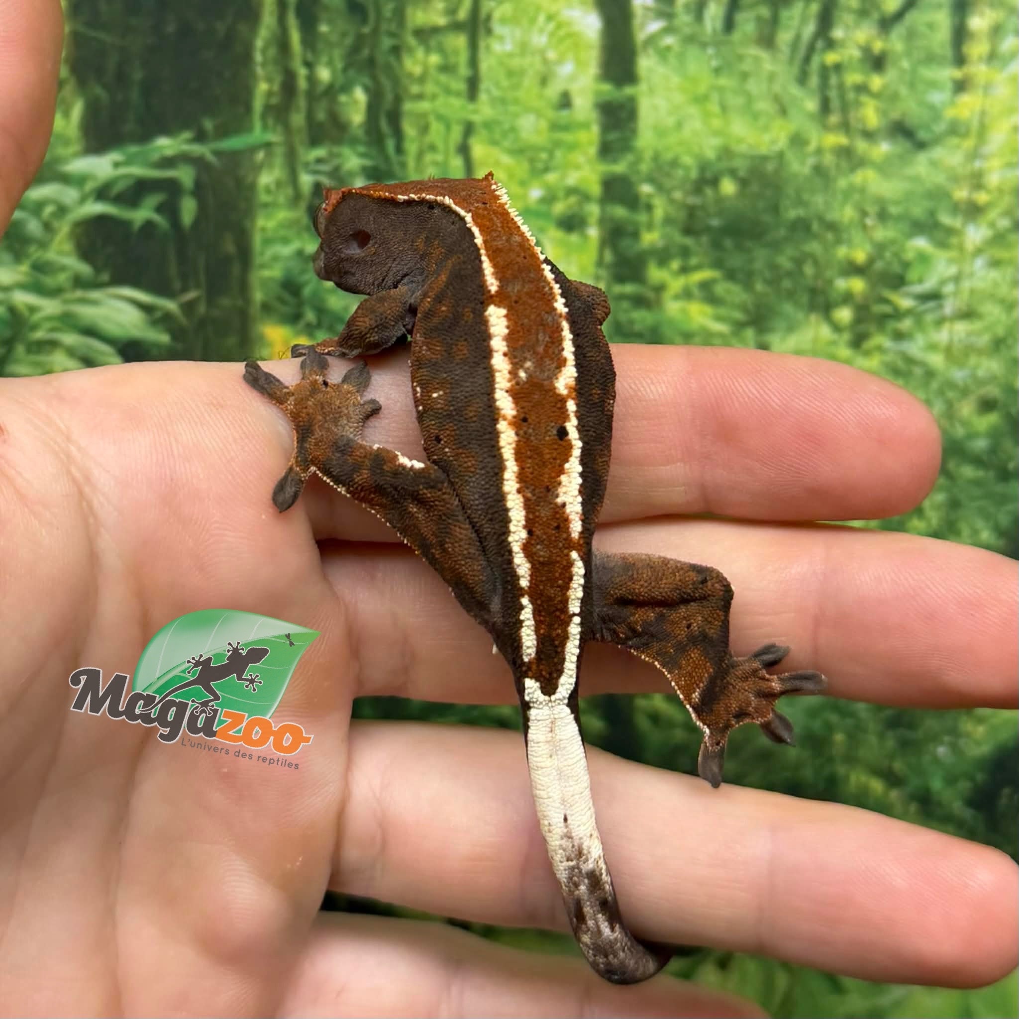 Magazoo Gecko à crête Cappuccino Mâle Juvénile #1