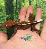 Magazoo Male Crested gecko Cappuccino