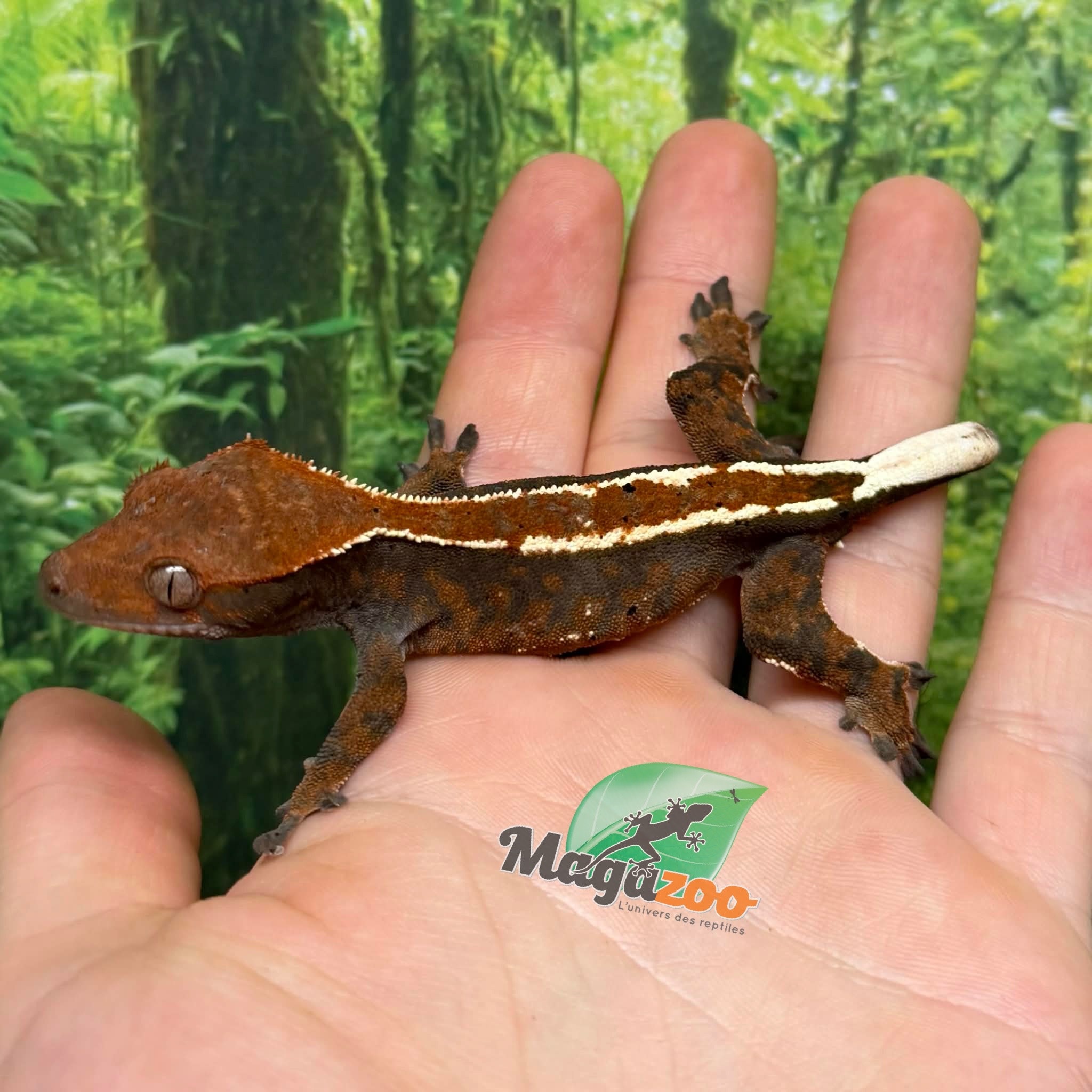 Magazoo Gecko à crête Cappuccino Mâle Juvénile #1