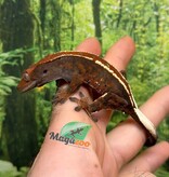 Magazoo Male Crested gecko Cappuccino