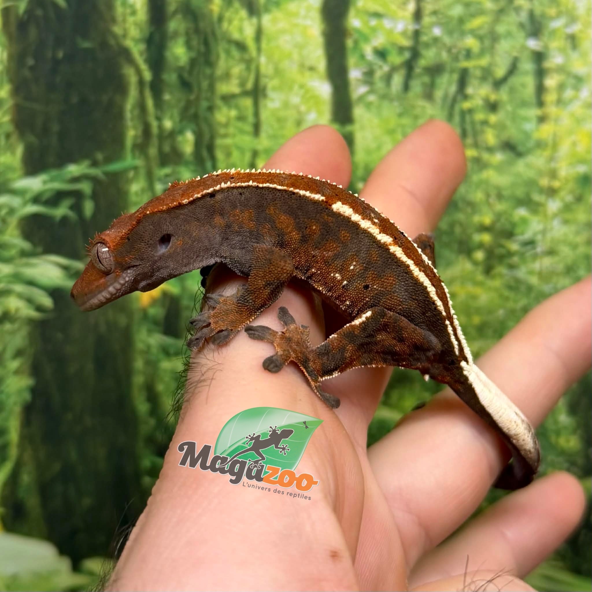 Magazoo Male Crested gecko Cappuccino