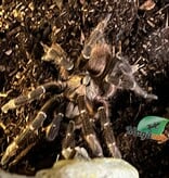 Magazoo Mygale à corne du Mozambique Mâle Mature/Ceratogyrus darlingi
