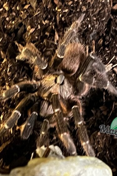 Magazoo Mature Male African rear horned baboon tarantula/Ceratogyrus darlingi