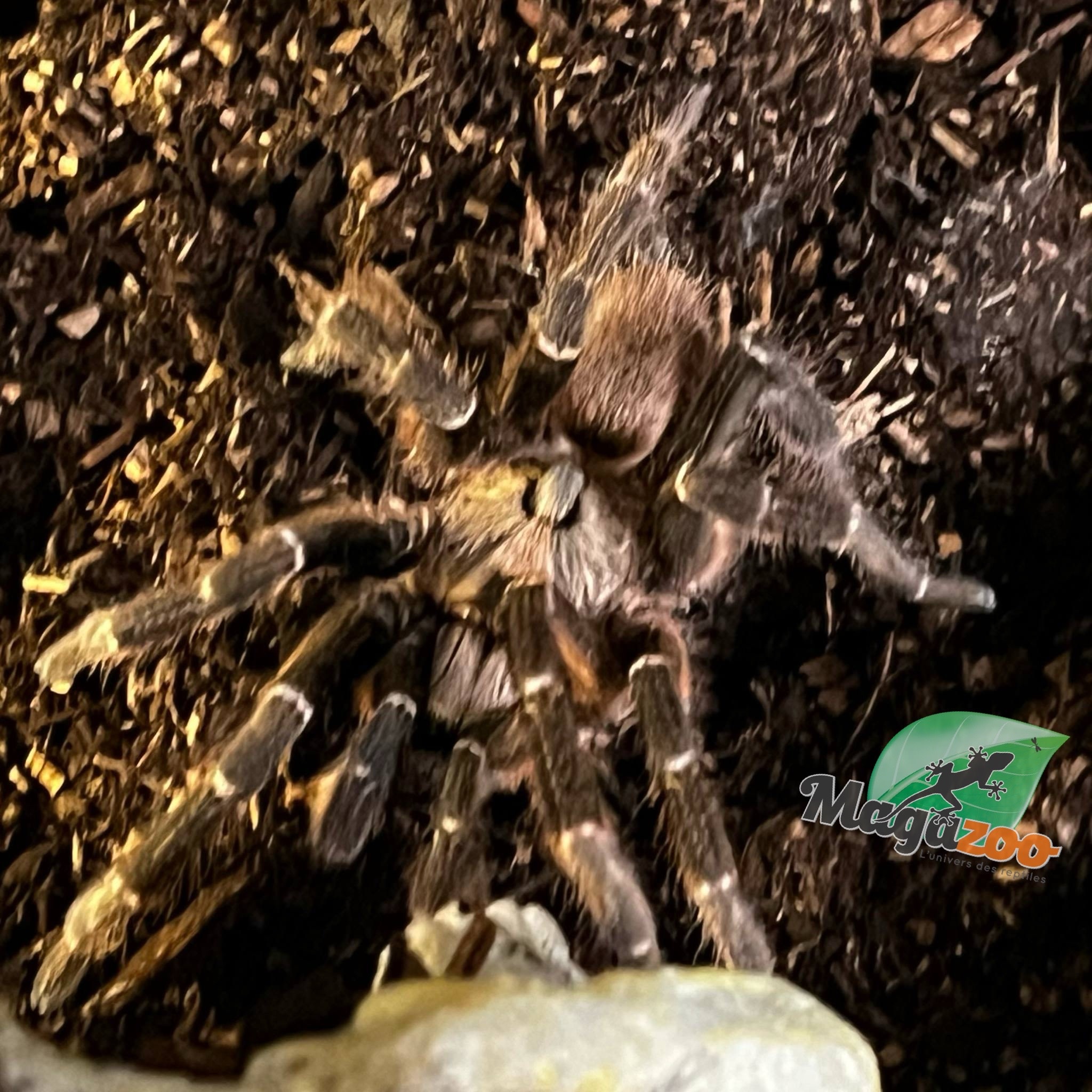 Magazoo Mature Male African rear horned baboon tarantula/Ceratogyrus darlingi
