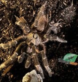 Magazoo Mygale à corne du Mozambique Mâle Mature/Ceratogyrus darlingi