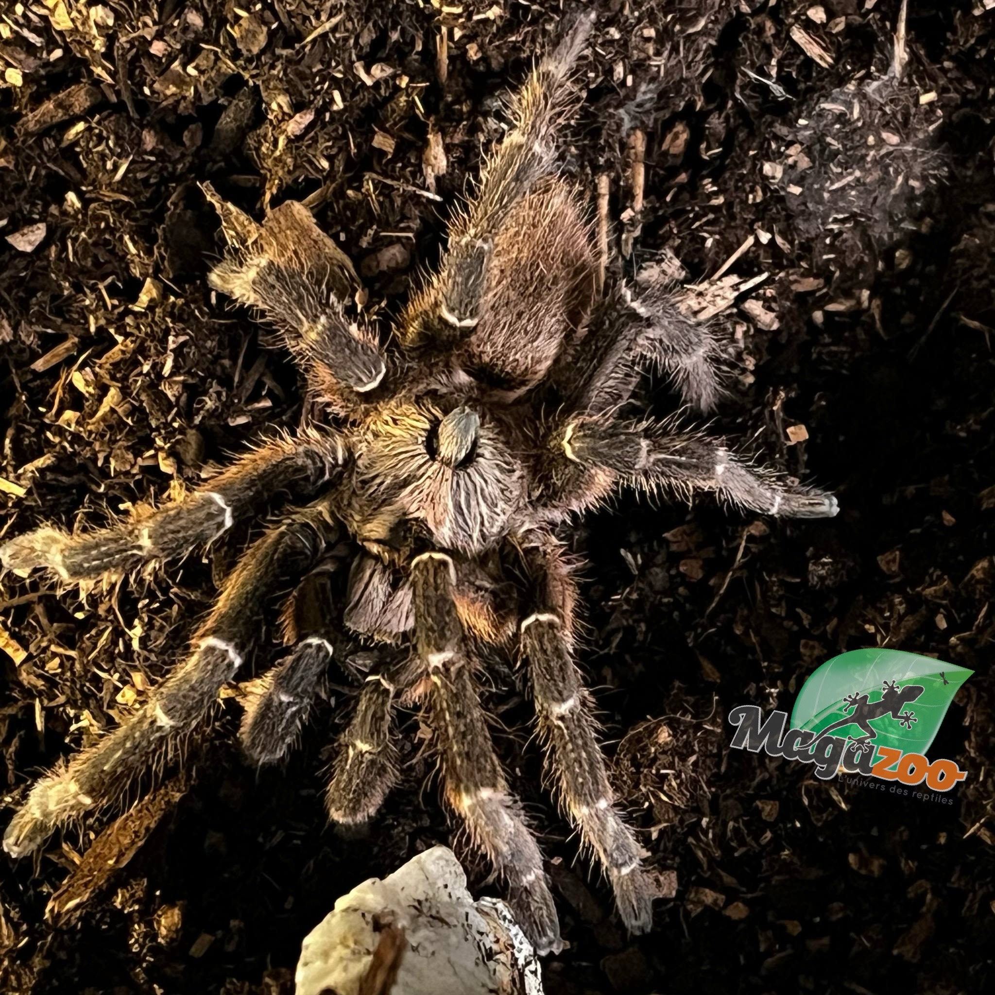 Magazoo Mature Male African rear horned baboon tarantula/Ceratogyrus darlingi
