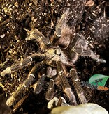Magazoo Mature Male African rear horned baboon tarantula/Ceratogyrus darlingi