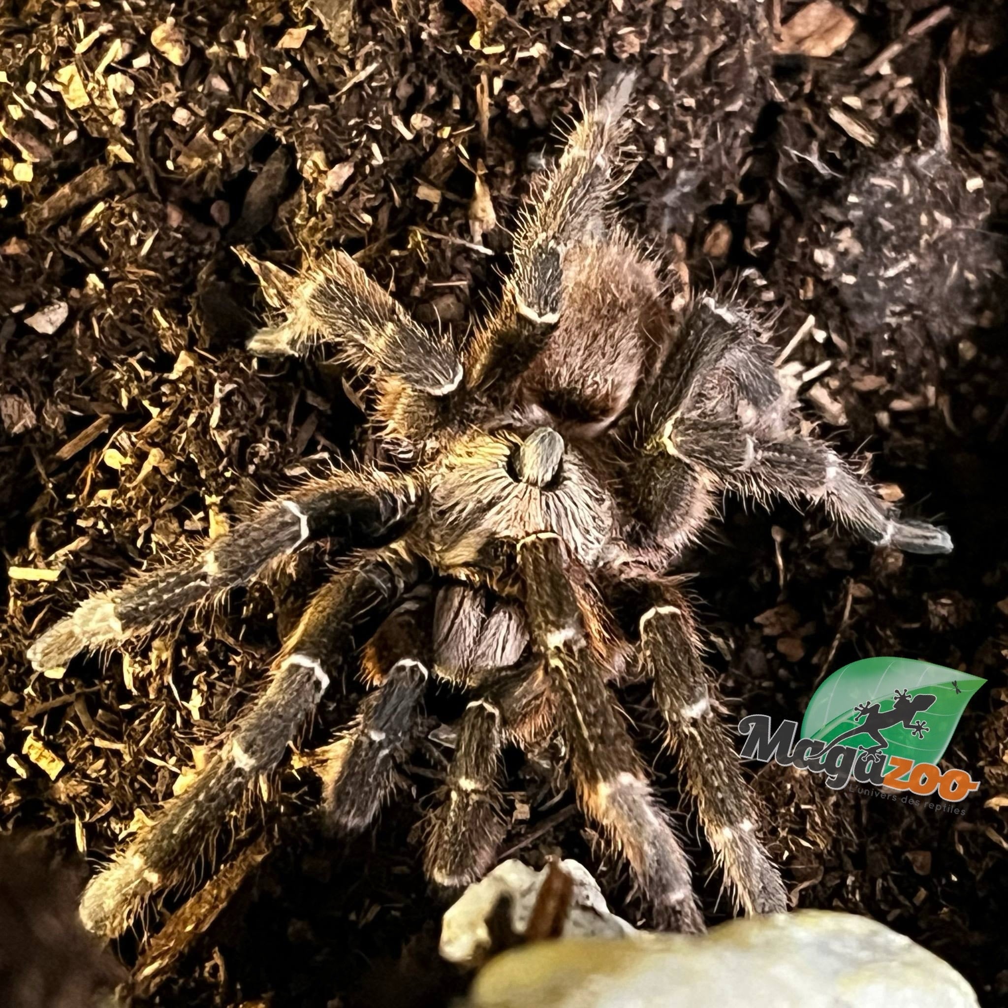 Magazoo Mygale à corne du Mozambique Mâle Mature/Ceratogyrus darlingi